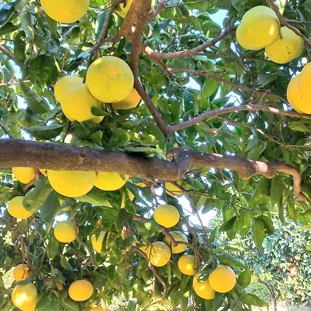 Appartamento Da Ninnilla Scafati